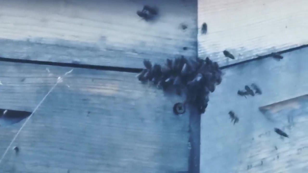 Still from &ldquo;You Trust the Pattern Because It Hums&rdquo;